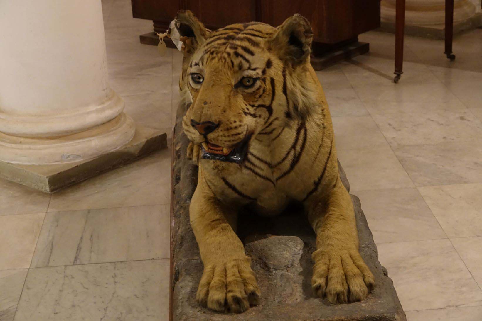 gwalior museum tiger